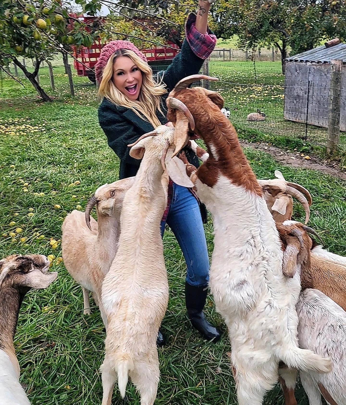 fun with cute goats