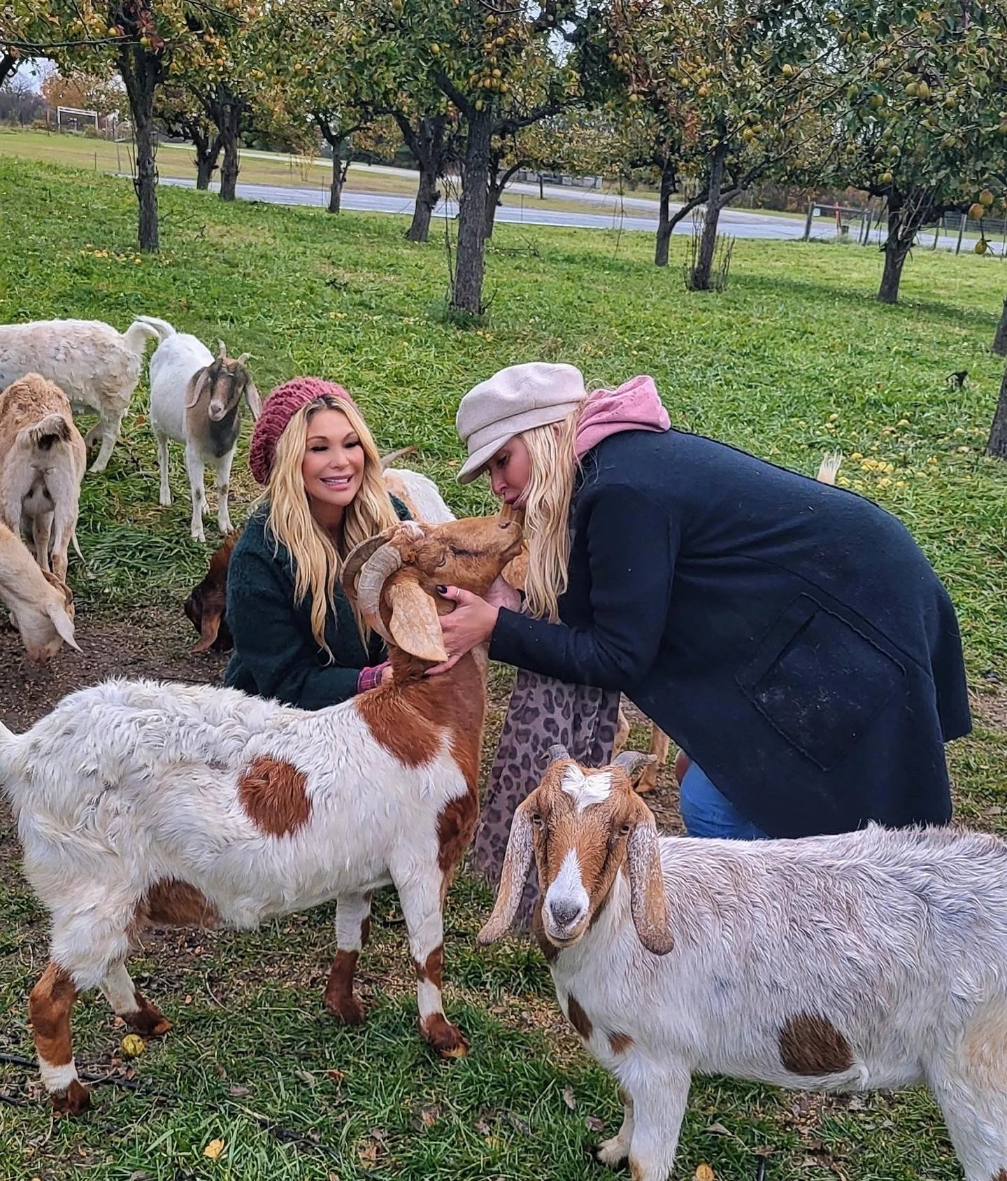 beautiful goats