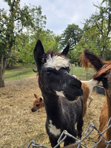 Photo from customer review