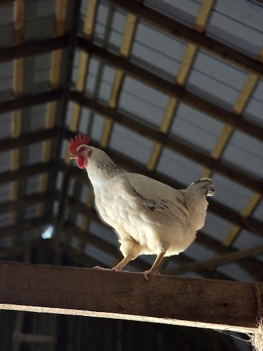 Photo from customer review