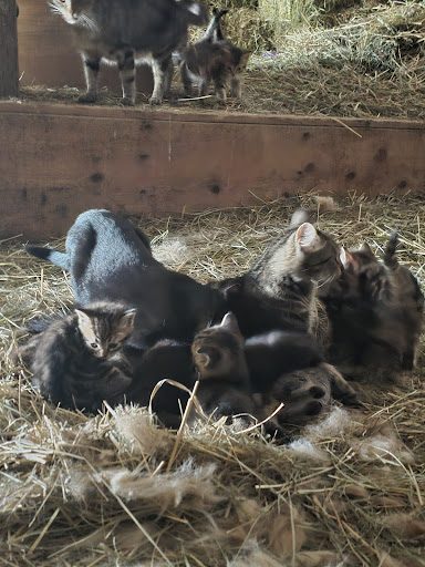 Photo from customer review