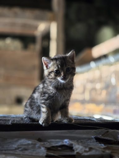 Photo from customer review