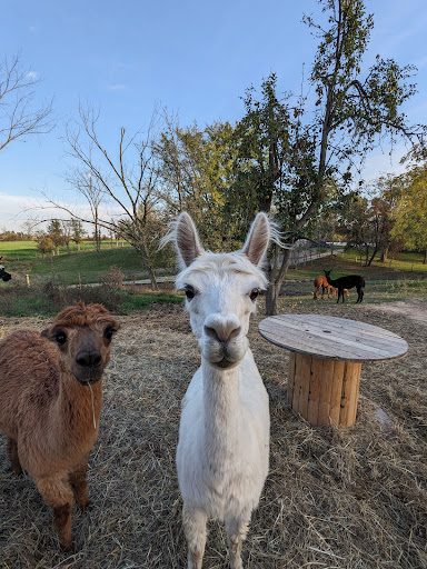 Photo from customer review