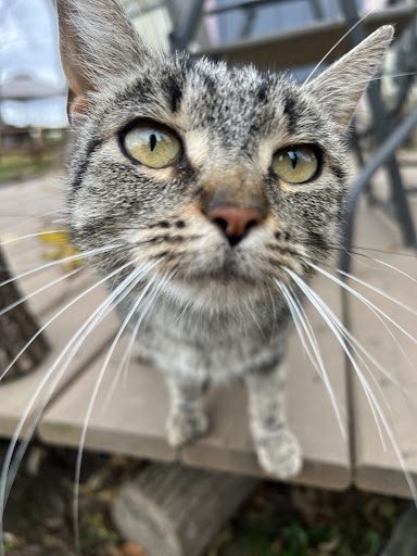 Photo from customer review