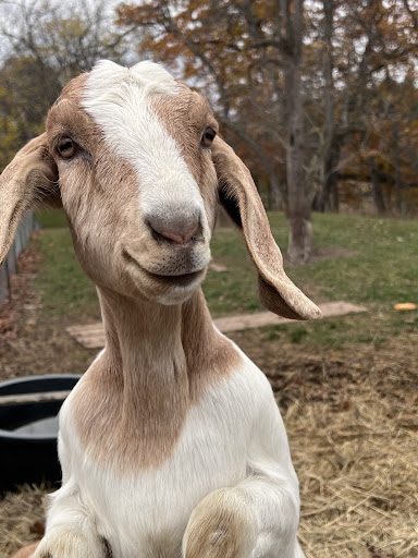 Photo from customer review