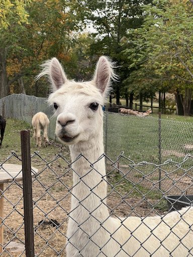 Photo from customer review