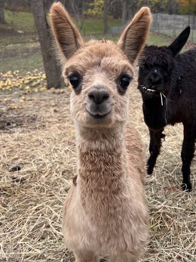 Photo from customer review