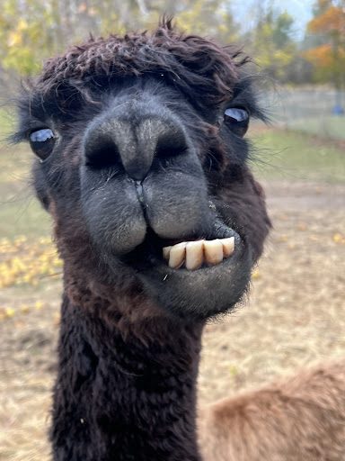 Photo from customer review