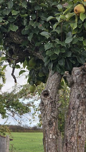 Photo from customer review