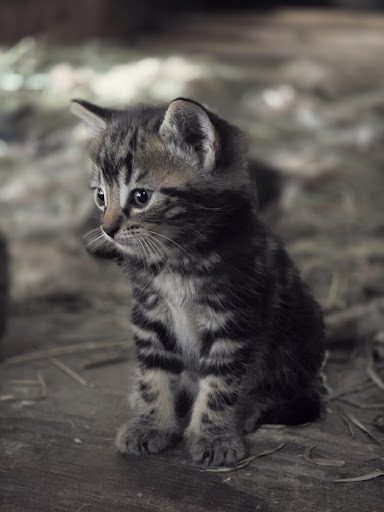 Photo from customer review