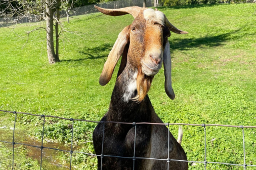 Farm Tours - Sunday bookings