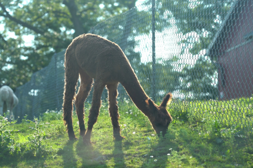Farm Tours - Monday bookings